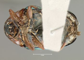 Media type: image; Entomology 9301   Aspect: habitus ventral view
